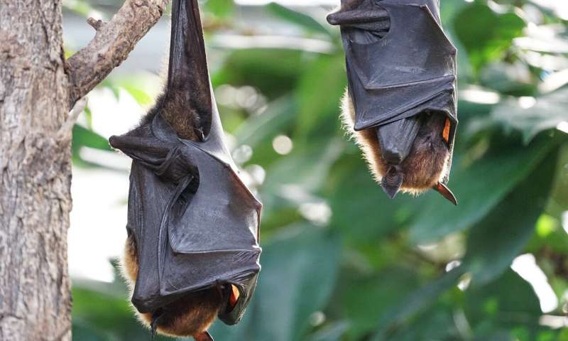 Bat Bat